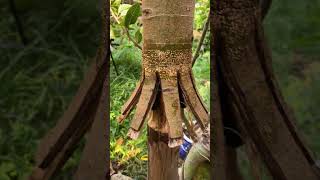 Ficus Racemosa ‼️ bonsai bonsaiadventure bonsaitree bonsaigarden bonsaiasia nature [upl. by Kassie]