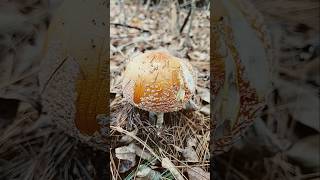 fly agaric maine mycology mushroom nature ecosystem countrylife walking woods [upl. by Esil]