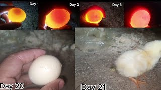 Egg Candling Day 1 to Day 21  Amazing development of Chicks aoneaseel [upl. by Inail]