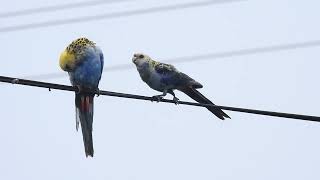 Paleheaded Rosella she just wants a cuddle Hervey Bay Qld [upl. by Saber]