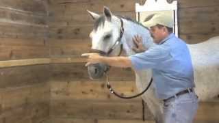 Horse Massage Help Your Horse using the Masterson Method® [upl. by Aikkan144]