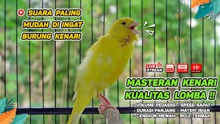 Pancingan Suara Kenari Gacor‼️ Ampuh untuk Masteran Kenari Muda dan Terapi Kenari Macet Bunyi  239 [upl. by Soigroeg]