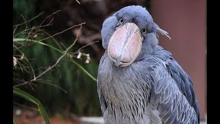 Shoebill  An Amazing Bird [upl. by Ajnek]