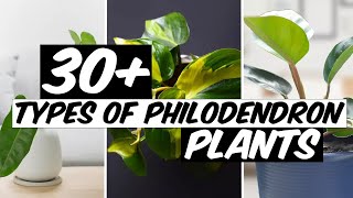 32 Types of Philodendron Plants  The Planet of Greens [upl. by Evangeline7]