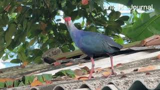 🇱🇰Swamphen and Squirrels on rooftop 🐿️ squirrelwatching nature birdwatching bird swamphen [upl. by Robinetta]