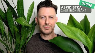 Aspidistra Cast Iron Plant Care Guide and Growing Tips [upl. by Tessil203]