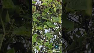 Bottle Gourd vegetable [upl. by Akir]