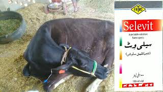 How to Treat Downer Cow Syndrome [upl. by Sari]