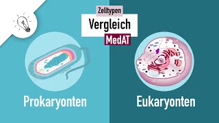 Zelltypen I  Prokaryonten vs Eukaryonten  MedAT  Biologie [upl. by Quinn]