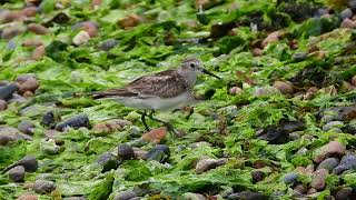 Playerito Unicolor  Calidris bairdii [upl. by Ettessil]