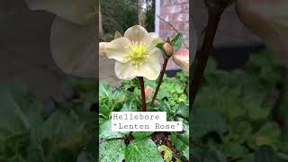 Hellebore “Lenten Rose” [upl. by Junina]