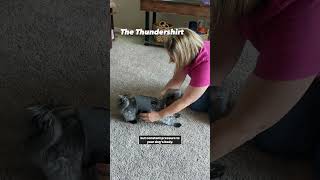 The Thundershirt for Dog Anxiety 😰❤️ pets doganxiety [upl. by Aissatsana]