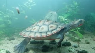 1 Emydura subglobosa  Red belly side neck turtle  language English [upl. by Airalednac156]