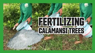 Growing Abundance Fertilizing Calamansi Trees in the Philippines farming investing 1million [upl. by Novets]