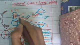 Guyton chp 52 part 2 Lateral geniculate body P and M type of ganglionic cells [upl. by Llednav]