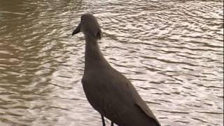 hamerkop Scopus umbretta [upl. by Aleetha282]