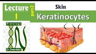 1b Histology of the epidermis part2Keratinocytes and epidermal layers Skin [upl. by Blaze105]