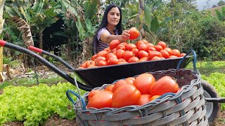 70KG de tomate fiz molho puro da fruta [upl. by Adiaz]