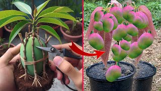 Technique Grafting Mango Tree Grow at house  how to grow Mango tree [upl. by Ahcire]