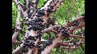 Herbier Numérique Jaboticaba  Plinia cauliflora [upl. by Daraj95]