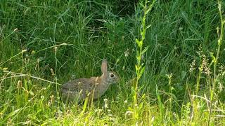 SHORTS EUROPEANRABBIT ANIMALS JHENZIECHANNEL [upl. by Navert]