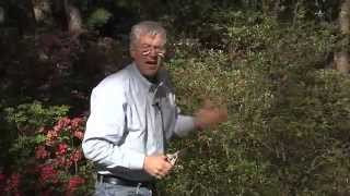 Walter Reeves  When And How To Prune Azaleas [upl. by Aeet828]