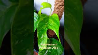 Epipremnum Pinnatum Albo Verigate tropical tropicalplants indoorplants [upl. by Anirehtac]