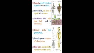 Plant Roots Types and Parts geneticteacher [upl. by Gorman594]