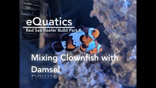 Red Sea Reefer Build PART 6 Mixing Clownfish with Damsel [upl. by Aihseken]