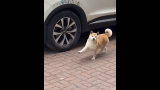 Dancing dogfavourite foodshortvideo viral [upl. by Nas]