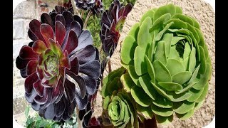 25 Especies de Aeonium Algunos son extrañas parte 1 [upl. by Asselem694]