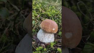 Sinfonie alpine del tardo autunno funghiporcini italy natura fungi funghi mushroom champignon [upl. by Lleksah]