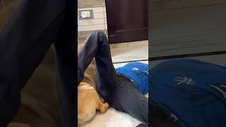 leo ne anant ko kat liya 🥺 labradorlovers dogvideos funny labrador dogcomedy dog shorts [upl. by Iborian717]