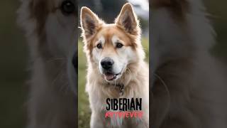 The Dog Episode  81  Dog Facts 101  SIBERIAN RETRIEVER  Golden Retriever X Siberian Husky [upl. by Shutz]