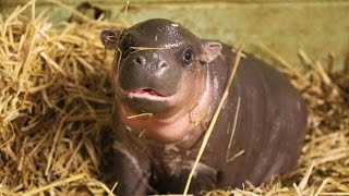 Adorable baby pygmy hippo born [upl. by Noteek]