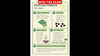 Photosynthesis Complete in Five Steps  BPSC TRE EXAM  All Exam bpsctreexam gyanlokacademy [upl. by Ellessig]