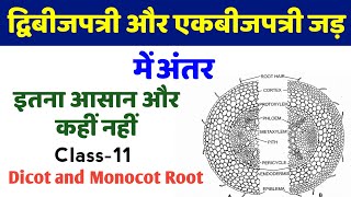 एकबीजपत्री और द्विबीजपत्री जड़ में अंतर  ekbijpatri dwibijpatri jad me antar  dicot and monocot [upl. by Weisburgh]