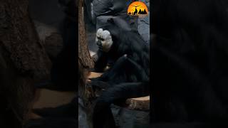 Pale Headed Saki Monkey and Amber Phantom Butterfly playing in Amazon Rainforest [upl. by Roinuj]