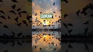 Quran Urdu Translation islamicvideo shortvideo viralvideo jannatulfirdaus trending youtube yt [upl. by Silohcin]