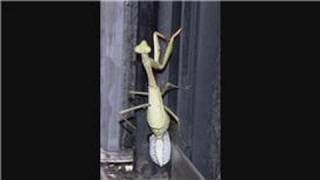 The Praying Mantis Life Cycle  How to Take Care of a Praying Mantis [upl. by Vento520]