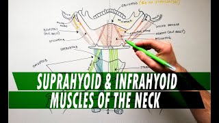 Suprahyoid amp Infrahyoid muscles of the neck  Anatomy Tutorial [upl. by Sarilda475]