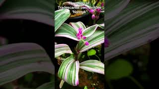 Tradescantia cerinthoides Nanouk plants tradiscantia flowering MusicBthere4u by Jeff Kaale [upl. by Ontine]