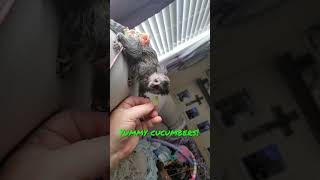 Cuteness Overload Stormie the Marmoset Monkey Shares Her Favorite Snack [upl. by Yer]