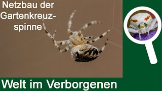 Netzbau der GartenKreuzspinne Araneus diadematus [upl. by Akinimod]