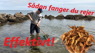 Sådan fanger du fjordrejer [upl. by Albur]