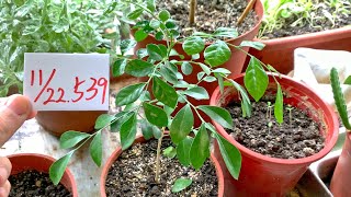 【植栽539】11月22日五七里香頂芽會慢慢出現本體會茁壯！ [upl. by Dnomde]