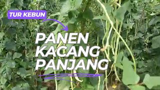 Panen Kacang Panjang homegardening8 [upl. by Auqenahc]