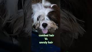 combed hair vs unruly hairfunnydog shihtzu doglover dogvideo shorts [upl. by Thurber]