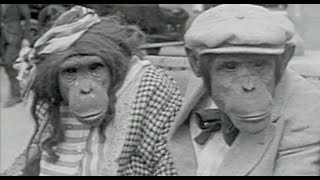 MONKEY BUSINESS  Quirky Funny Music Jon Brooks [upl. by Llerral399]