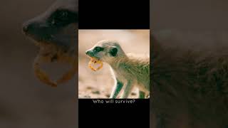 Cobra vs Meerkat Unbelievable Encounter Caught on Camera 🐍 wildlifeshorts cobra snake [upl. by Georgia]